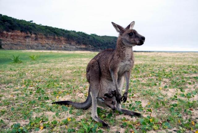 Roo Mum and Joey - Pebbly Beach, New South Wales, Australia