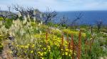 Wildflowers - Torndirrop National Park, Albany, Southwest Australia