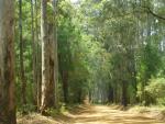 Karri trees - Warren National Park, Western Australia