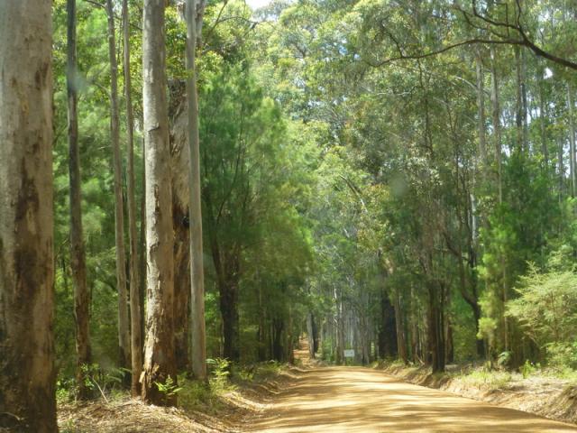 Karri trees - Warren National Park, Western Australia