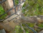 Looking down at Hil -  Fire tree Climbing, Warren National Park, Western Australia