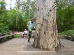 Climbing the Fire tree - Warren National Park, Western Australia