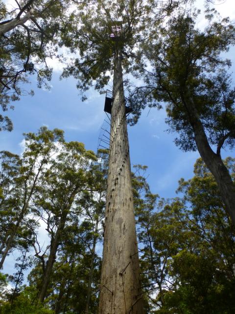 75 meters Fire tree - Warren National Park, Western Australia