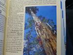 Fire tree - Dave Evans Bicentennial tree, Warren National Park, Western Australia