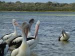 Pelicans - Flinders bay, Augusta, West Coast, Western Australia
