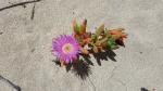 Dunes flower - Prevelly beach, Margaret River, Western Australia