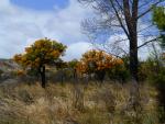 Munji Tree - Esperance Region, Southwest Australia