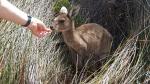 Feeding the Roo - Lucky Bay, Esperance, Southwest Australia