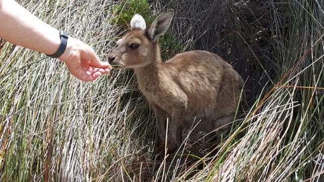 Feeding the Roo - Lucky Bay, Esperance, Southwest Australia