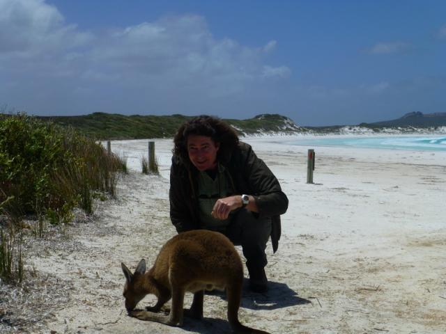 Roo Meeting - Lucky Bay, Esperance, Southwest Australia