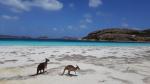 Roos on the beach - Lucky Bay, Esperance, Southwest Australia