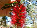 Callistemon citrinus - Esperance Region, Southwest Australia