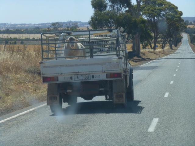 Sheap on Pickup - Esperance Region, Southwest Australia