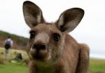 Curious Roo - Pebbly Beach, New South Wales, Australia