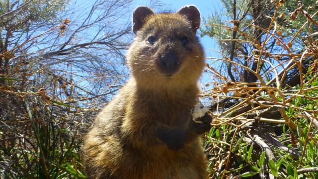 Curious Quokka - Rottnest Island, Western Australia