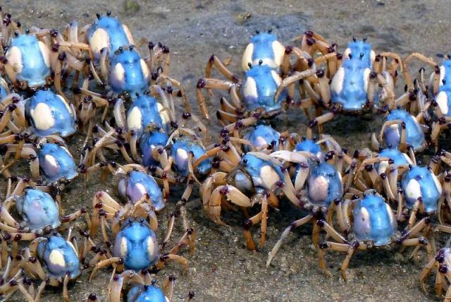 Crabs at Low Tide, Merimbula - New South Wales, Australia