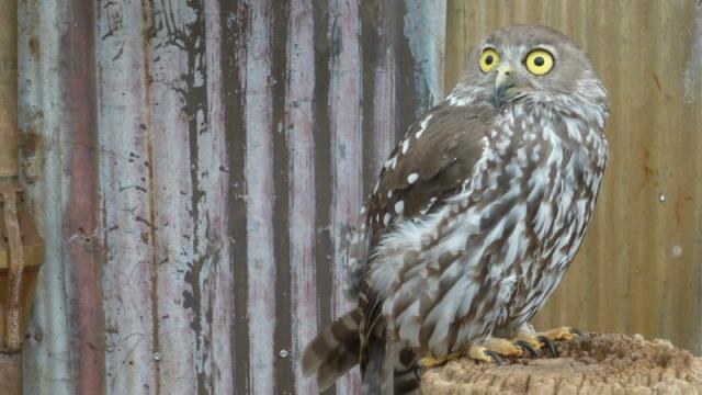 Owl - Caversham Wildlife Park, Perth, Western Australia