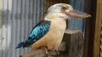 Kookaburra - Caversham Wildlife Park, Perth, Western Australia