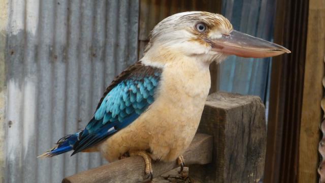 Kookaburra - Caversham Wildlife Park, Perth, Western Australia