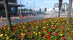 Colourful flowers - Christchurch, New Zealand