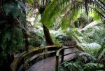 Maits Rest Rainforest - Otway National Park, Great Ocean Road, Victoria, Australia