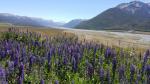 Waimakariri River - Great Alpine Highway, New Zealand