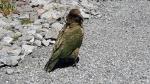  Kea at Arthurs Pass - Great Alpine Highway, New Zealand