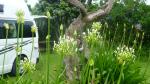 Flowers on camping ground - Greymouth, Westcoast New Zealand