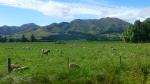 Sheep on meadow - Alpine Pacific Triangle, New Zealand