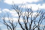 Burned Trees - Great Ocean Road, Victoria, Australia