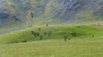 Cows on hill - Alpine Pacific Triangle, New Zealand