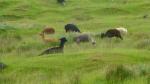 Alpakas having lunch - Alpine Pacific Triangle Road, New Zealand