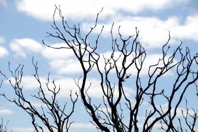 Burned Trees - Great Ocean Road, Victoria, Australia