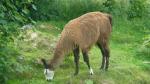 Grazing Lama - Alpine Pacific Triangle Road, New Zealand