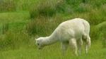 White Alpaka - Alpine Pacific Triangle Road, New Zealand