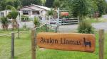 Avalon Llamas Farm - Alpine Pacific Triangle Road, New Zealand