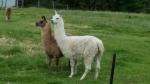 Lamas in love - Alpine Pacific Triangle Road, New Zealand