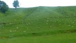 Sheap on meadow - Nelson District, South New Zealand