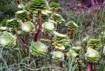 Nature in Kennett River - Great Ocean Road, Victoria, Australia