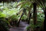 Fern Trees in Otway National Park - Great Ocean Road, Victoria, Australia