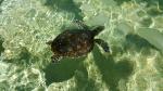 Turtle feeding - Beachcomber Island, Mamanuca Group, Fiji Islands