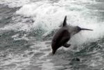 Dolphin encounter - Port Phillip Bay, Victoria, Australia