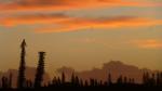 Pines in Sunset colours - Kuto harbour side, Ile des Pins, New Caledonia