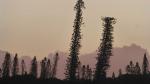 Typical trees - New Caledonia Pines, Ile des Pins, New Caledonia