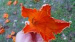 Orange Azalea - Kuto beach, Ile des Pins, New Caledonia
