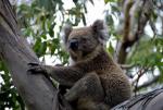 Kennett River Koala - Great Ocean Road, Victoria, Australia