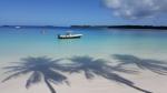 Palms in water - Kuto harbour side, Ile des Pins, New Caledonia