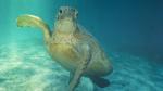 Bye bye snorkelers - Oro Beach, Ile des Pins, New Caledonia