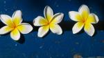 Frangipani flowers - Manly Beach, Sydney, New South Wales, Australia