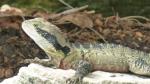 Water Dragon - Manly Beach, Sydney, New South Wales, Australia